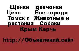 Щенки - девчонки › Цена ­ 2 - Все города, Томск г. Животные и растения » Собаки   . Крым,Керчь